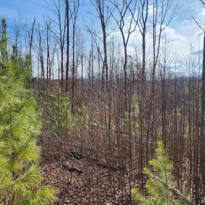 Photo #5 of VAWTER CORNER, LOUISA, VA 50.5 acres