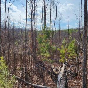 Photo #6 of VAWTER CORNER, LOUISA, VA 50.5 acres