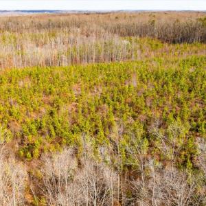 Photo #25 of VAWTER CORNER, LOUISA, VA 50.5 acres