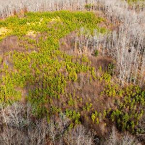 Photo #23 of VAWTER CORNER, LOUISA, VA 50.5 acres