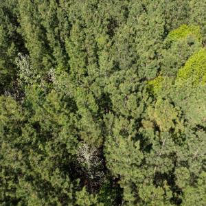 Photo #17 of LOG CABIN RD, BEAVERDAM, VA 5.0 acres