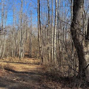 Photo #10 of OLD DRIVER HILL ROAD, SCOTTSVILLE, VA 303.0 acres