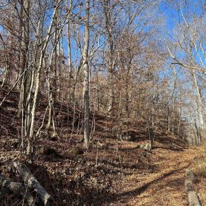 Photo #14 of OLD DRIVER HILL ROAD, SCOTTSVILLE, VA 303.0 acres