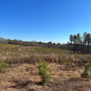 Photo #13 of OLD DRIVER HILL ROAD (TRACT: H.M. DUVAL-1), SCOTTSVILLE, VA