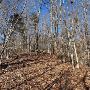 Photo #16 of OLD DRIVER HILL ROAD (TRACT: H.M. DUVAL-1), SCOTTSVILLE, VA