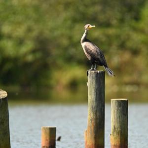 Photo #38 of TATUM DR, MINERAL, VA 0.4 acres