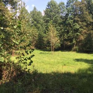 Photo #35 of PINE TORCH, MADISON, VA 3.0 acres