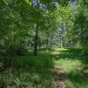 Photo #5 of PINE TORCH, MADISON, VA 3.0 acres