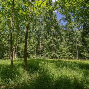 Photo #6 of PINE TORCH, MADISON, VA 3.0 acres