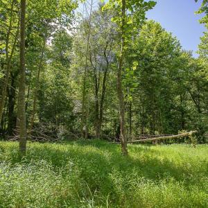 Photo #7 of PINE TORCH, MADISON, VA 3.0 acres