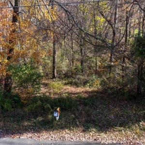 Photo #20 of PINE TORCH, MADISON, VA 3.0 acres