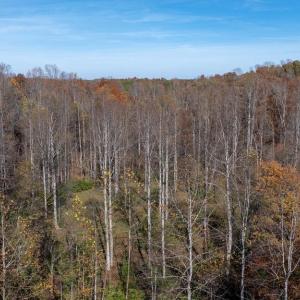 Photo #25 of PINE TORCH, MADISON, VA 3.0 acres