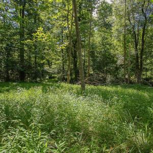 Photo #8 of PINE TORCH, MADISON, VA 3.0 acres