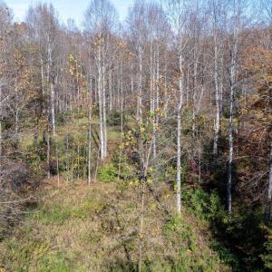 Photo #23 of PINE TORCH, MADISON, VA 3.0 acres