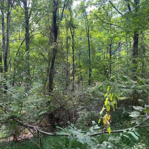 Photo #3 of JACKSON LANE, BOSTON, VA 10.0 acres