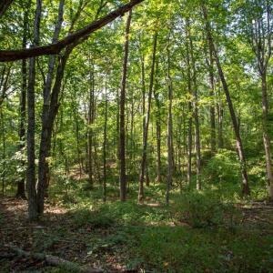 Photo #5 of JACKSON LANE, BOSTON, VA 10.0 acres