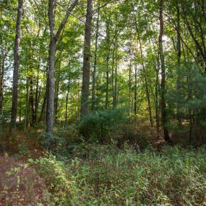 Photo #7 of JACKSON LANE, BOSTON, VA 10.0 acres