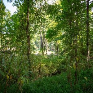 Photo #14 of JACKSON LANE, BOSTON, VA 10.0 acres