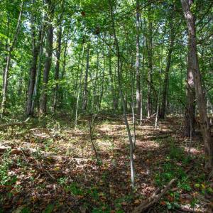 Photo #4 of JACKSON LANE, BOSTON, VA 10.0 acres