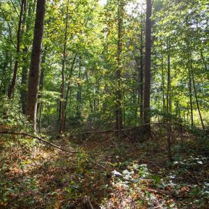 Photo #8 of JACKSON LANE, BOSTON, VA 10.0 acres