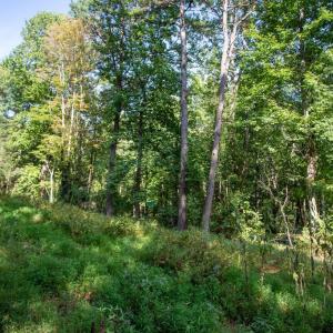 Photo #12 of JACKSON LANE, BOSTON, VA 10.0 acres