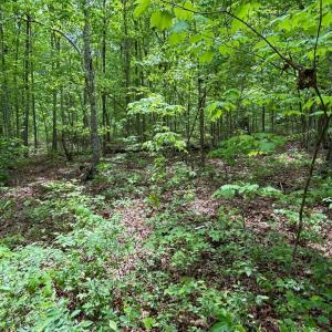 Photo #2 of R/W OFF JUSTICE LN, ORANGE, VA 10.0 acres