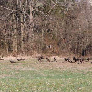 Photo #22 of 4249 MIDLAND RD, MIDLAND, VA 120.3 acres