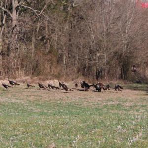 Photo #23 of 4249 MIDLAND RD, MIDLAND, VA 120.3 acres