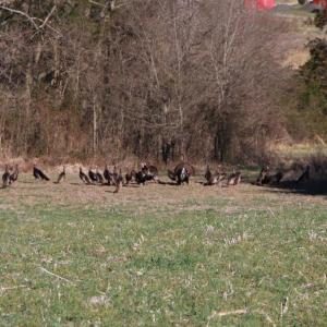 Photo #24 of 4249 MIDLAND RD, MIDLAND, VA 120.3 acres