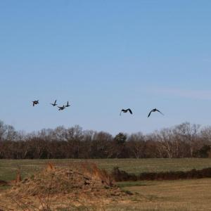 Photo #47 of 4249 MIDLAND RD, MIDLAND, VA 120.3 acres