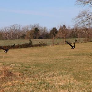 Photo #49 of 4249 MIDLAND RD, MIDLAND, VA 120.3 acres