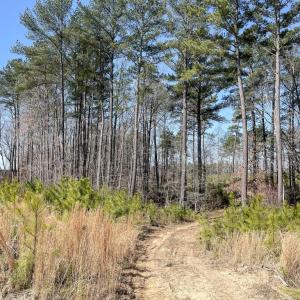 Photo #4 of YELLOWBOTTOM RD, LIGNUM, VA 115.0 acres