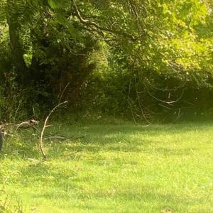 Photo #4 of 934 SPERRYVILLE, CULPEPER, VA 5.0 acres