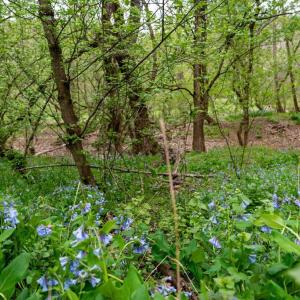 Photo #19 of RIVER VIEW ROAD, SHENANDOAH, VA 1.0 acres