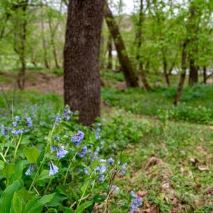 Photo #19 of RIVER VIEW ROAD, SHENANDOAH, VA 1.0 acres