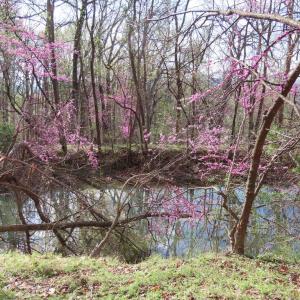 Photo #2 of REDIVIVA LN, WASHINGTON, VA 52.5 acres