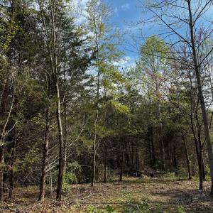 Photo #2 of 0 CASTLETON FORD, CASTLETON, VA 8.9 acres