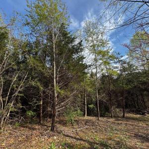 Photo #3 of 0 CASTLETON FORD, CASTLETON, VA 8.9 acres