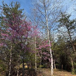 Photo #6 of 0 CASTLETON FORD, CASTLETON, VA 8.9 acres
