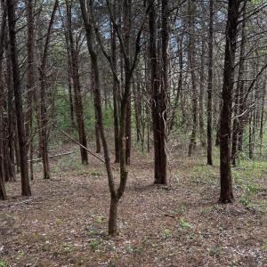 Photo #12 of 0 CASTLETON FORD, CASTLETON, VA 8.9 acres