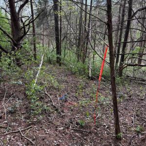 Photo #13 of 0 CASTLETON FORD, CASTLETON, VA 8.9 acres