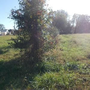 Photo #14 of 713 Broad, Edenton, NC 1.9 acres