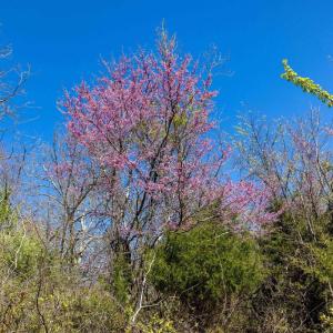 Photo #35 of JOLLETT RD, ELKTON, VA 18.0 acres