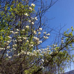 Photo #36 of JOLLETT RD, ELKTON, VA 18.0 acres