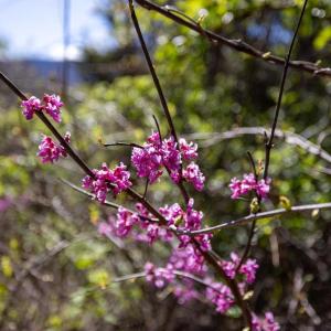 Photo #37 of JOLLETT RD, ELKTON, VA 18.0 acres