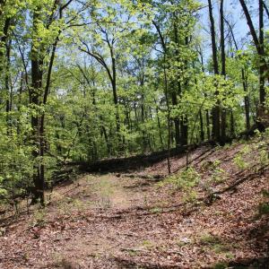 Photo #2 of N EGYPT BEND RD, LURAY, VA 40.4 acres