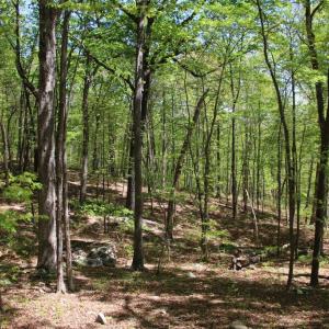 Photo #1 of N EGYPT BEND RD, LURAY, VA 40.4 acres