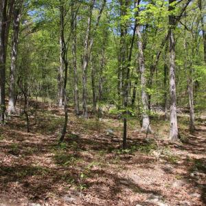 Photo #3 of N EGYPT BEND RD, LURAY, VA 40.4 acres