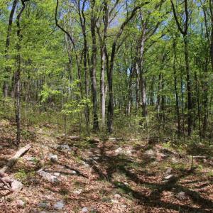 Photo #5 of N EGYPT BEND RD, LURAY, VA 40.4 acres