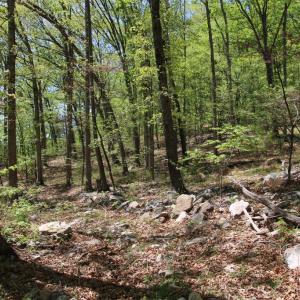 Photo #6 of N EGYPT BEND RD, LURAY, VA 40.4 acres